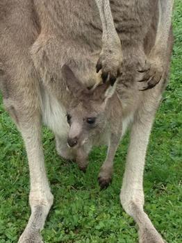 Stawell Holiday Cottages エクステリア 写真