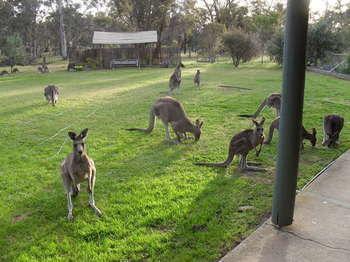 Stawell Holiday Cottages エクステリア 写真